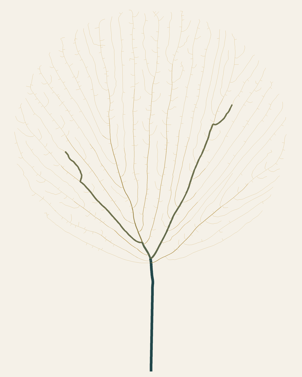 Sea Fan